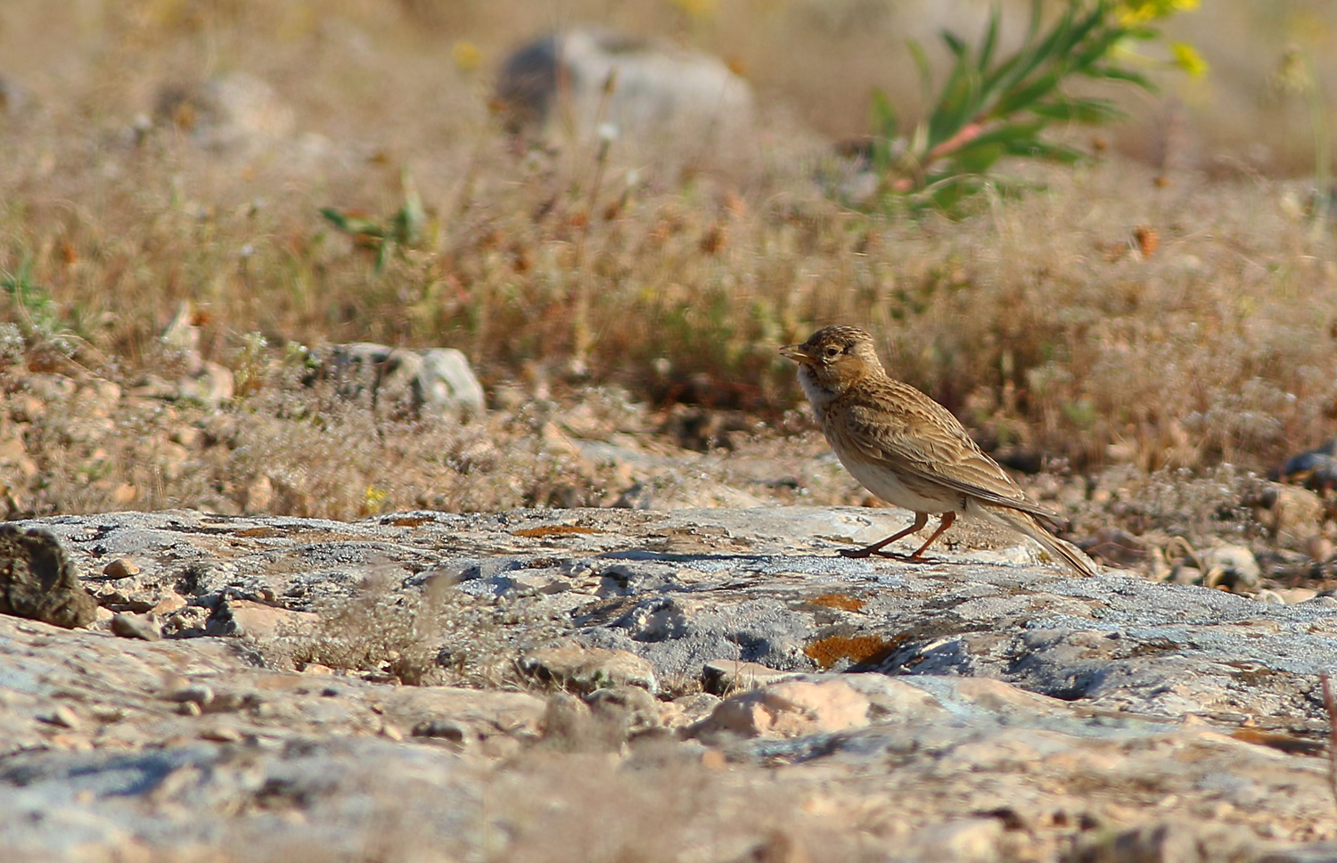 Greater Short-toed Lark